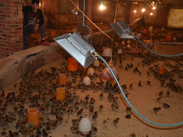 Brooder Heater